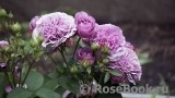 Lavender Ice Lavender Ice