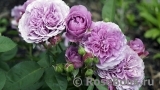 Lavender Ice Lavender Ice