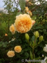Crown Princess Margareta® Crown Princess Margareta®