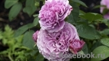 Lavender Ice Lavender Ice