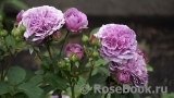 Lavender Ice Lavender Ice