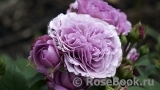 Lavender Ice Lavender Ice