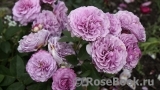 Lavender Ice Lavender Ice