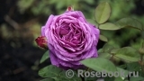 Heidi Klum Rose Heidi Klum Rose