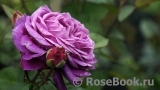 Heidi Klum Rose Heidi Klum Rose