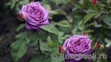Heidi Klum Rose Heidi Klum Rose