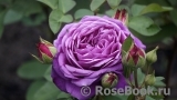 Heidi Klum Rose Heidi Klum Rose