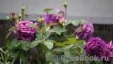 Heidi Klum Rose Heidi Klum Rose
