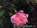 Pink Robusta Pink Robusta