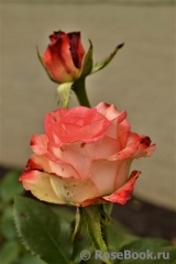 Blush Blush
