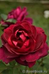 Darcey Bussell Darcey Bussell