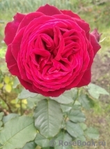Johann Wolfgang von Goethe Rose® Johann Wolfgang von Goethe Rose®