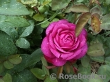Heidi Klum Rose Heidi Klum Rose