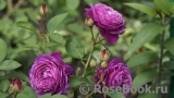 Heidi Klum Rose Heidi Klum Rose