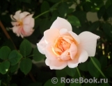 Perle d'Or Perle d'Or