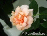 Perle d'Or Perle d'Or