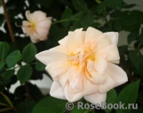 Perle d'Or Perle d'Or