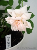 Perle d'Or Perle d'Or