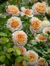 Elizabeth Stuart Elizabeth Stuart