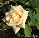 Rêve d'Or