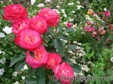 Rose Gaujard Rose Gaujard