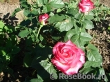Rose Gaujard Rose Gaujard