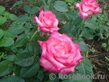 Rose Gaujard Rose Gaujard