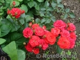 Scarlet Scarlet