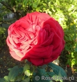 Rose des 4 Vents Rose des 4 Vents