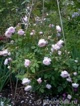 Albrighton Rambler, The Albrighton Rambler, The