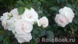 Aspirin Rose