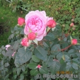 Olivia Rose Austin Olivia Rose Austin