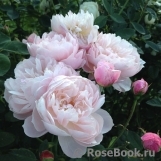 The Alnwick Rose The Alnwick Rose
