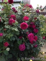 Falstaff® Falstaff®