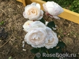 Desdemona Desdemona