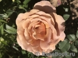 Koko Loko Koko Loko