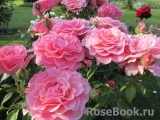 Tickled Pink Tickled Pink