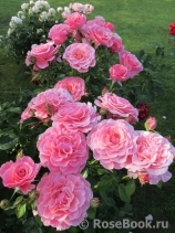 Tickled Pink Tickled Pink
