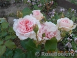 Johann Strauss Johann Strauss