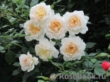 Crocus Rose® Crocus Rose®
