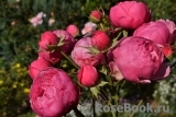 Pomponella Pomponella