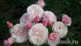 Antique Rose Antique Rose