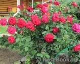 Dame de Coeur Dame de Coeur