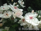 Jacqueline du Pre Jacqueline du Pre