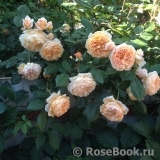 Crown Princess Margareta® Crown Princess Margareta®