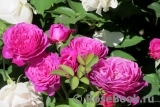 Heidi Klum Rose Heidi Klum Rose