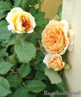 Crown Princess Margareta® Crown Princess Margareta®