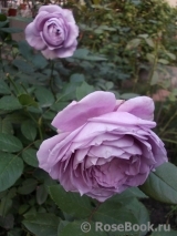 Novalis Novalis