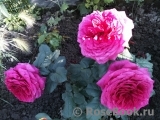 Johann Wolfgang von Goethe Rose® Johann Wolfgang von Goethe Rose®