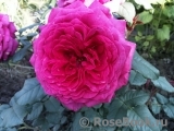 Johann Wolfgang von Goethe Rose® Johann Wolfgang von Goethe Rose®